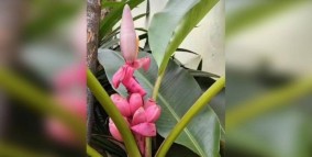 Bikin Heboh Warga: Pohon Pisang Berbuah Merah di Halaman Kantor Kecamatan Cibadak Sukabumi