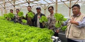 Optimalkan Dana Desa, BUMdes Jayamekar Desa Tenjojaya Sukabumi Launching Budidaya Talas Pratama