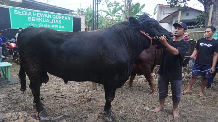 Jelang Idul Adha, Prabowo Beli 6 Sapi Seharga 900 Juta dari Peternak di Ciaul Pasir Sukabumi