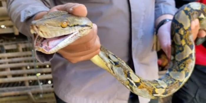 Mangsa Ayam Warga Sekarwangi Sukabumi, Ular Sanca Kembang Ditangkap Sukarelawan Exalos Resque