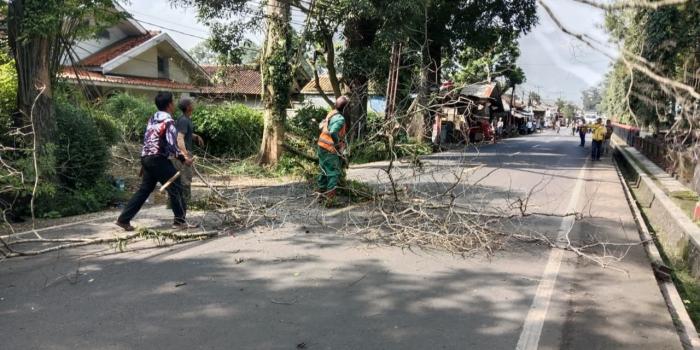 Cegah Bencana, Petugas Gabungan Pangkas Pohon Rawan Tumbang di Cikembar Sukabumi