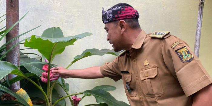 Sukses Ditanam di Kantor Kecamatan Cibadak Sukabumi, Pisang Merah Enak Dimakan dan Bermanfaat bagi Kesehatan